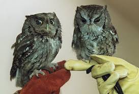 For the first time since its discovery more than 125 years ago, the. Who Goes There New York S Owls The Unique Sounds They Make And More Videos Newyorkupstate Com