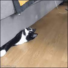 Cat Gif Funny Cat Stuck Under Couch Trying To Escape Sneak Couch Attack Haha Cat Gif Cats Cat And Dog Videos