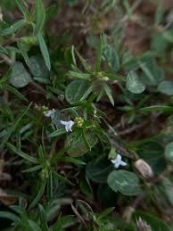 Image result for Kohautia