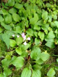 Image result for Hylodesmum