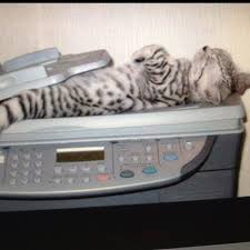 cat scan lmao cats cat daycare crazy cats