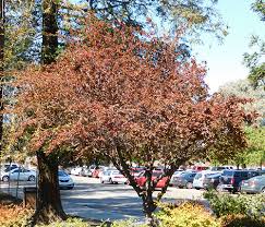 Image result for Prunus × blireana