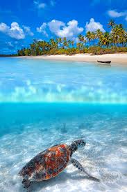 Zanzibar islands welcome you to 1 of the greatest africa's tropical islands. Mafia Island Zanzibar International Medical Aid