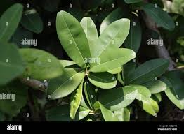 Image result for Inhambanella henriquesii