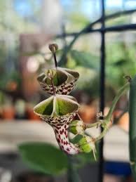 Image result for Ceropegia haygarthii