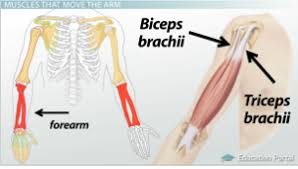 Nevertheless, the exact number is difficult to define. Muscular Function And Anatomy Of The Arms Major Muscle Groups Video Lesson Transcript Study Com