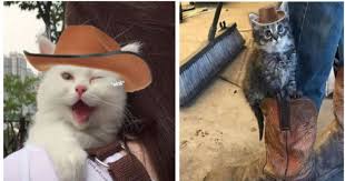 We did not find results for: Instagram Page Adds Cowboy Hats To Cat Photos And The Result Is Purr Fect I Can Has Cheezburger