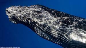 Every year, the humpback whales come to hawai'i in the winter to mate and give birth. Whale Vision Black White And Blurry
