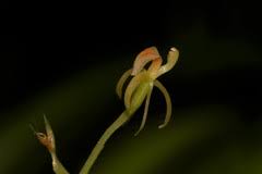 Image result for Microcharis latifolia