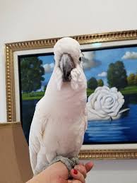 Check spelling or type a new query. Umbrella Cockatoo For Sale Umbrella Cockatoo For Sale Near Me Cockatoo