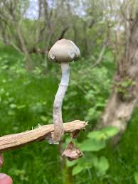 Image result for Psilotrichum sericeum