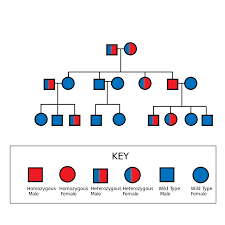 autosomal recessive pedigree chart pedigree chart genetic