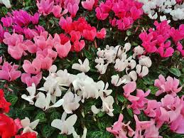 Ecco 15 fiori invernali, per il vostro matrimonio d'inverno 1. 5 Fiori D Appartamento Che Fioriscono In Inverno Lombarda Flor