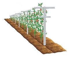If left to their own devices, raspberries will form an arching plant about 7 to 9 feet tall. Plant Support System Raspberry Trellis By Wellco