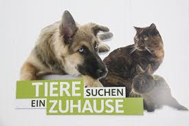 Ob ein tier vermittelt wurde oder wie sich unsere kandidaten in ihrer neuen umgebung eingelebt haben, erfahren sie hier. Besuch Beim Wdr Tiere Suchen Ein Zuhause Hundevermittlung Fellfreunde De E V
