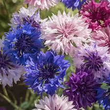 Bachelor Button Seeds Cyanus Double Mixed Colors Flower In 2020 Flower Seeds Bachelor Buttons Bachelor Button Flowers