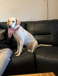 Yesterday we said goodbye to Tigua who flew to her forever home in the UK.  She was once a stray down at the port but now she has her own family and