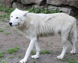 The arctic wolf is relatively unafraid of people, and can be coaxed to approach people in some areas.10 the wolves on ellesmere island do not the arctic wolf is of the least concern when it comes to being endangered but it does face threats of endangerment. Arctic Wolf Facts Information About The White Wolf
