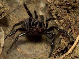 Unlike many other spiders where the most toxic venom lies within the female, the male holds venom up to six times more toxic. Australian Funnel Web Spider Facts Sydney Funnel Web Spider Facts