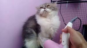 Juga, walaupun tidak mandi setiap hari, saya tetap mengeringkan bulu kucing dengan hair dryer. Mengeringkan Kucing Pakai Hair Dryer Murah Youtube