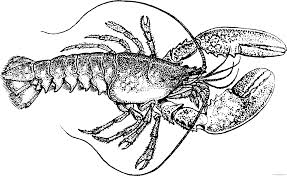 Select from 35970 printable coloring pages of cartoons, animals, nature, bible and many more. Vintage Lobster Coloring Pages Lobster Printable Coloring4free Coloring4free Com