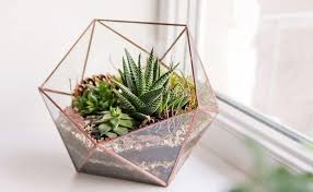 Te recomiendo esta hermosa planta si eres una persona ocupada y no tienes tiempo para el cuidado de esta ya que los cactus son muy fácil de mantener y harán embellecer tu hogar. Plantas De Interior En Decoracion Tipos Y Consejos Para Casa