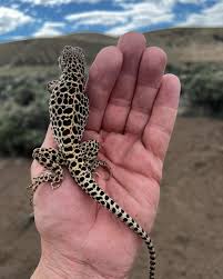 Image result for Lepidagathis andersoniana