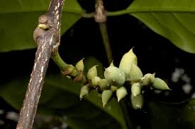 Image result for Gnetaceae