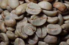 Image result for Coffea sp. A