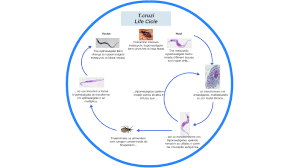 Biogeochemical cycle, cycling, cycling of substances, nutrient cycling in ecosystems, substance turnover. Ciclo De Vida T Cruzi By Kleber Ribeiro