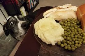 The truth is what's good for you or me could be a disaster waiting to happen when it comes to your pet. Avoid An Aching Pet This Thanksgiving Wsu Insider Washington State University
