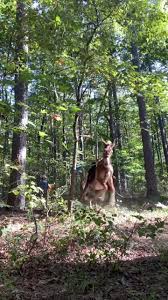 Banjo's First Corn Haul