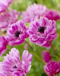 Image result for Pink 1958 Admiral