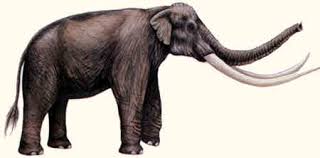 Hewan darat raksasa yang memiliki ukuran super . 28 Sketsa Gajah Purba Metrojateng Com Kabar Berita Jawa Tengah