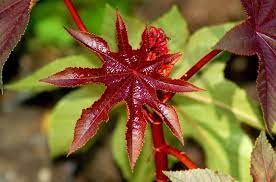 10 Plants That Voles Will Avoid Poisonous Plants Castor Bean Plant Plants