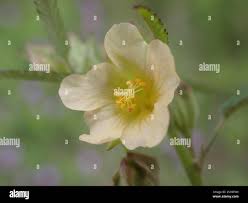 Image result for Sida dregei