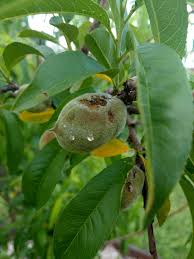 Zone 8 citrus trees meyer is the most cold hardy variety of lemon. What S Wrong With My Harvester Peach Tree Zone 8 Frisco Tx Backyardorchard