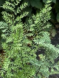 Image result for Pellaea longipilosa