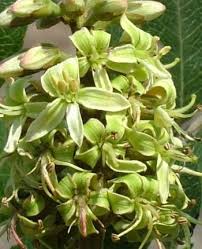 Image result for Bersama lucens