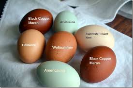Black Australorp Egg Color Afternoon Tea With The Ladies In 2020 Chicken Egg Colors Chicken Eggs Fresh Chicken