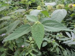 Image result for Triumfetta tomentosa