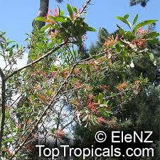 In late spring to early summer it becomes a solid mass of beautiful, fiery red, tubular flowers held in loose clusters. Embothrium Coccineum Chilean Fire Bush Toptropicals Com