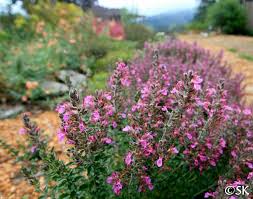 Image result for Teucrium