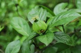 Image result for Humularia drepanocephala