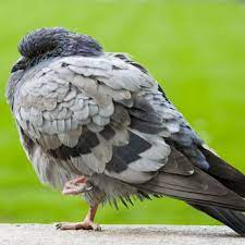 Quelles sont quelques autres ? Paratyphose Maladie Des Oiseaux Doctissimo