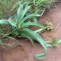 Image result for Crinum buphanoides