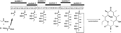Contoh soal tes tertulis bank. Crystal Structure Of The Macrocycle Forming Thioesterase Domain Of The Erythromycin Polyketide Synthase Versatility From A Unique Substrate Channel Pnas