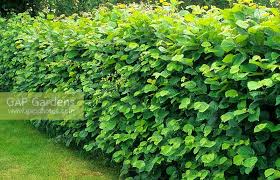 Image result for Grewia avellana