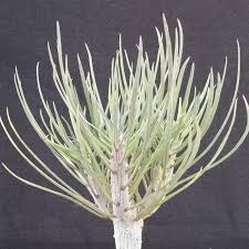 Image result for Kleinia