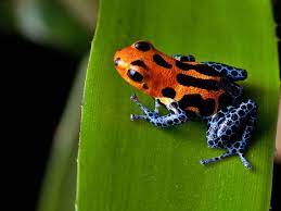 At least 15 million different ones have been identified successfully. Rainforests Animals For Primary Children